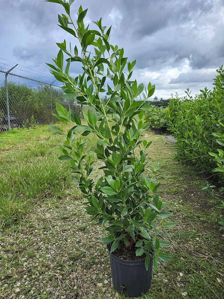 jasminum-nitidum-star-jasmine-jasminum-ilicifolium-angelwing-jasmine