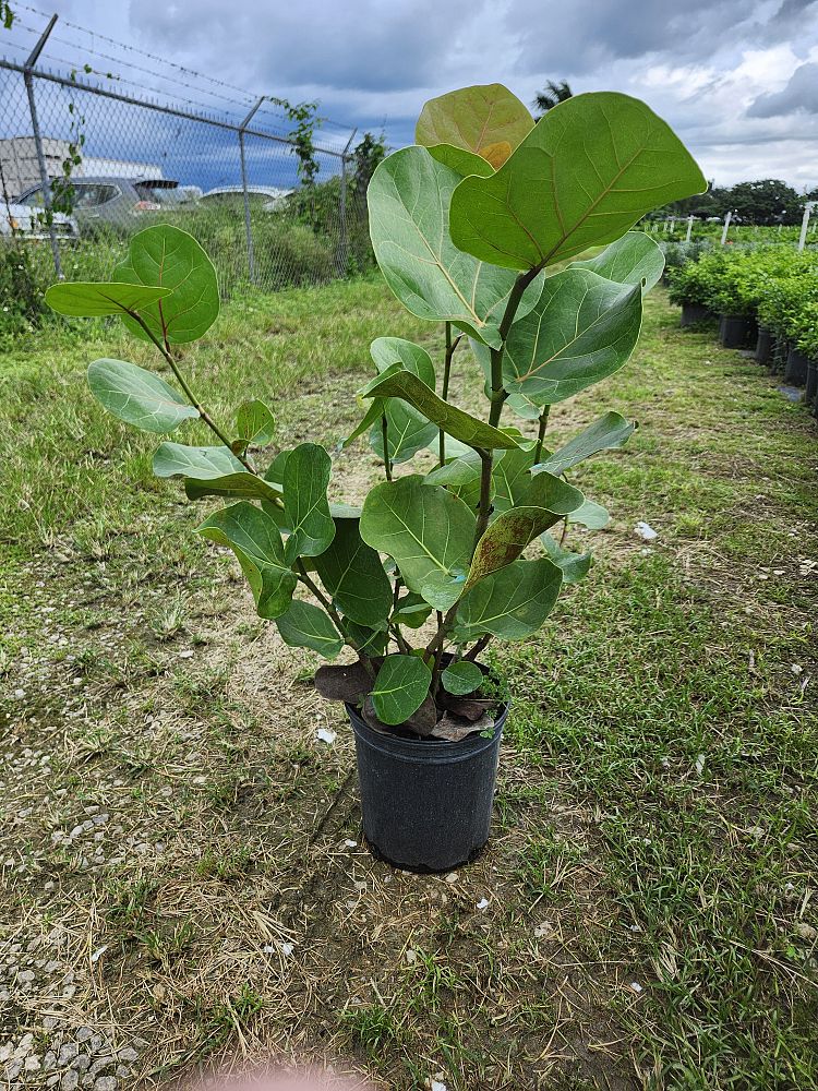 jasminum-nitidum-star-jasmine-jasminum-ilicifolium-angelwing-jasmine