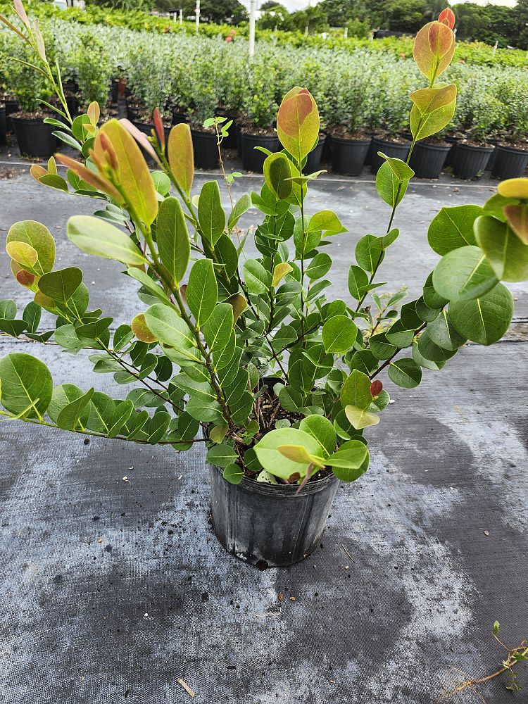 jasminum-nitidum-star-jasmine-jasminum-ilicifolium-angelwing-jasmine