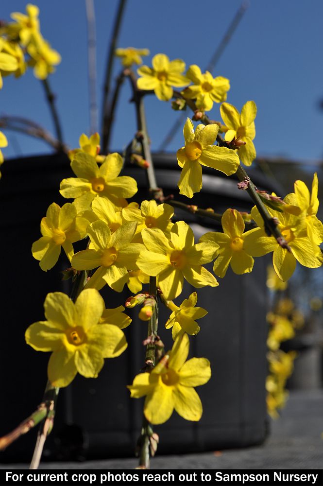 jasminum-nudiflorum-winter-jasmine