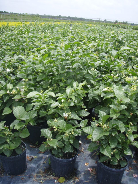 jasminum-sambac-arabian-jasmine-sambac-jasmine