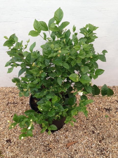jasminum-sambac-arabian-jasmine-sambac-jasmine