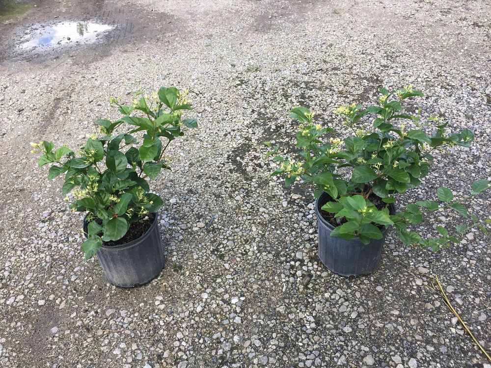 jasminum-sambac-arabian-jasmine-sambac-jasmine
