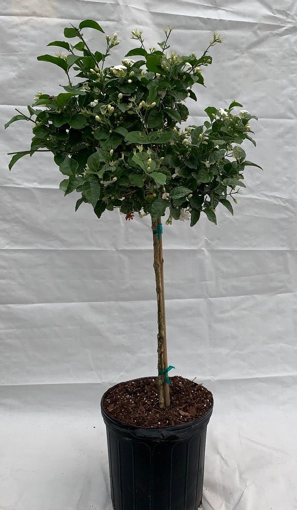 jasminum-sambac-arabian-jasmine-sambac-jasmine