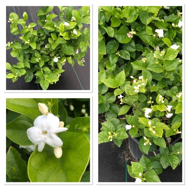 jasminum-sambac-arabian-jasmine-sambac-jasmine