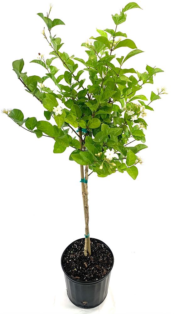 jasminum-sambac-arabian-jasmine-sambac-jasmine