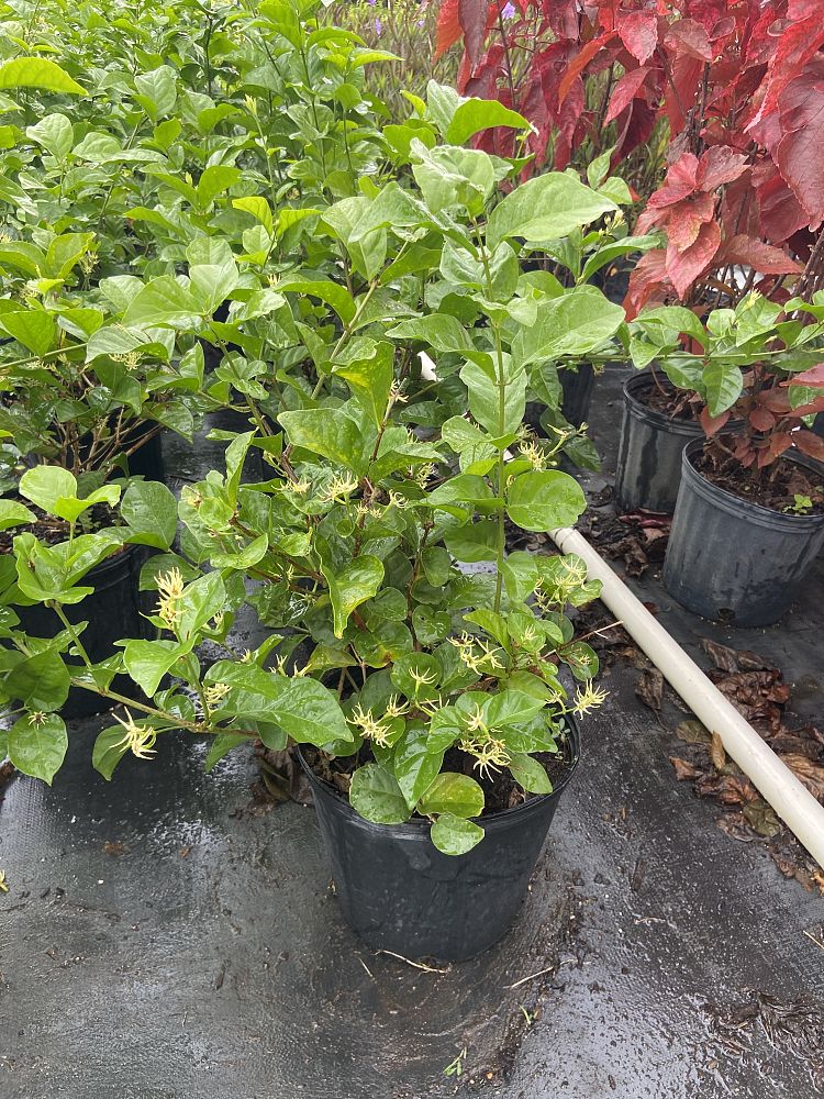 jasminum-sambac-arabian-jasmine-sambac-jasmine