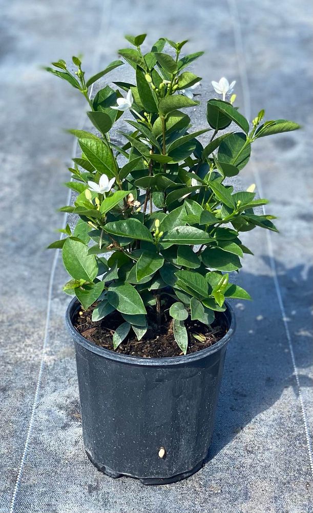 jasminum-sambac-arabian-jasmine-sambac-jasmine