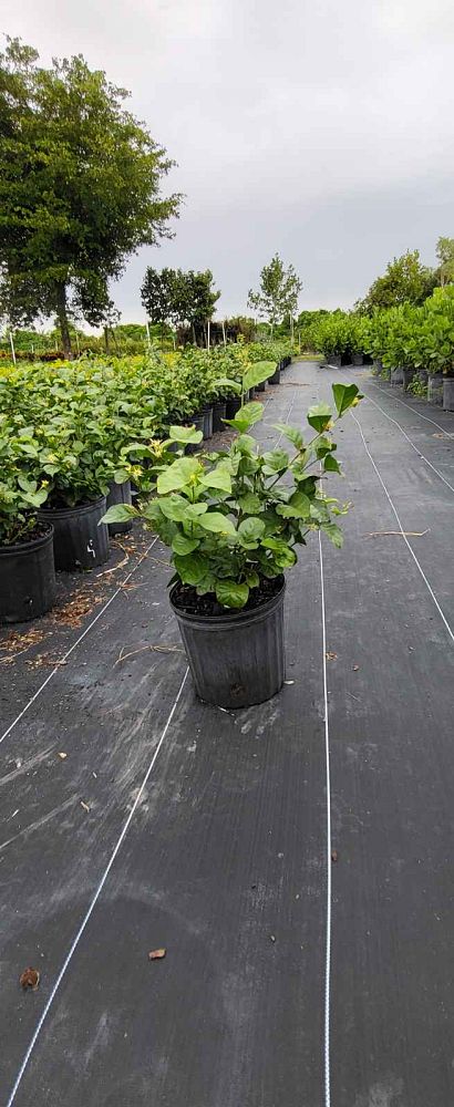 jasminum-sambac-arabian-jasmine-sambac-jasmine