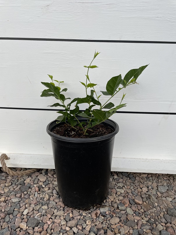 jasminum-sambac-arabian-jasmine-sambac-jasmine