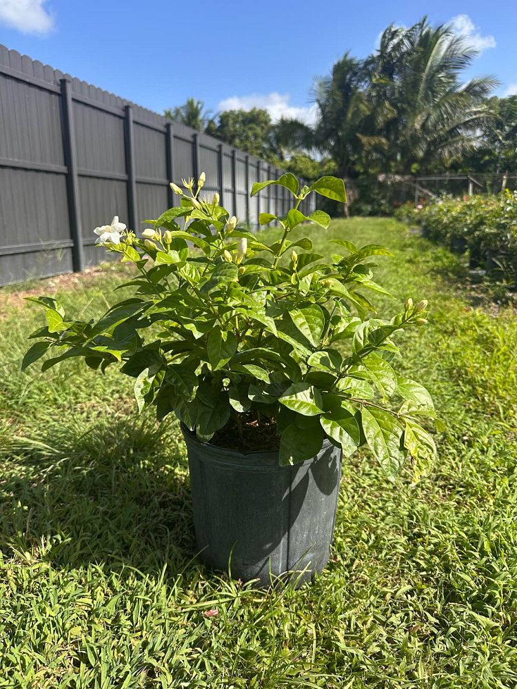 jasminum-sambac-arabian-jasmine-sambac-jasmine