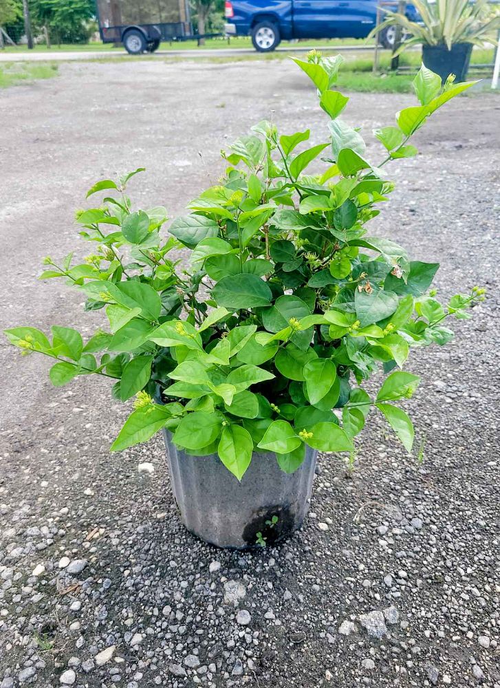 jasminum-sambac-arabian-jasmine-sambac-jasmine