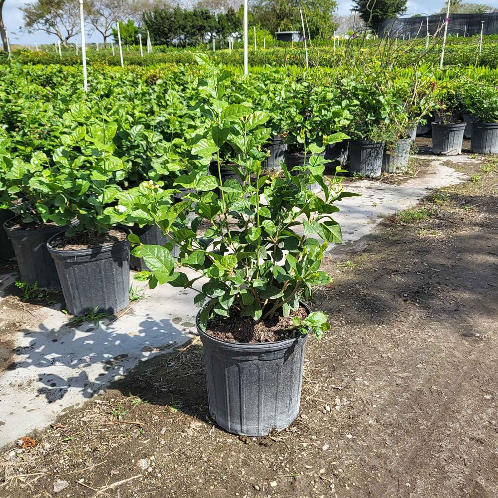 jasminum-sambac-arabian-jasmine-sambac-jasmine