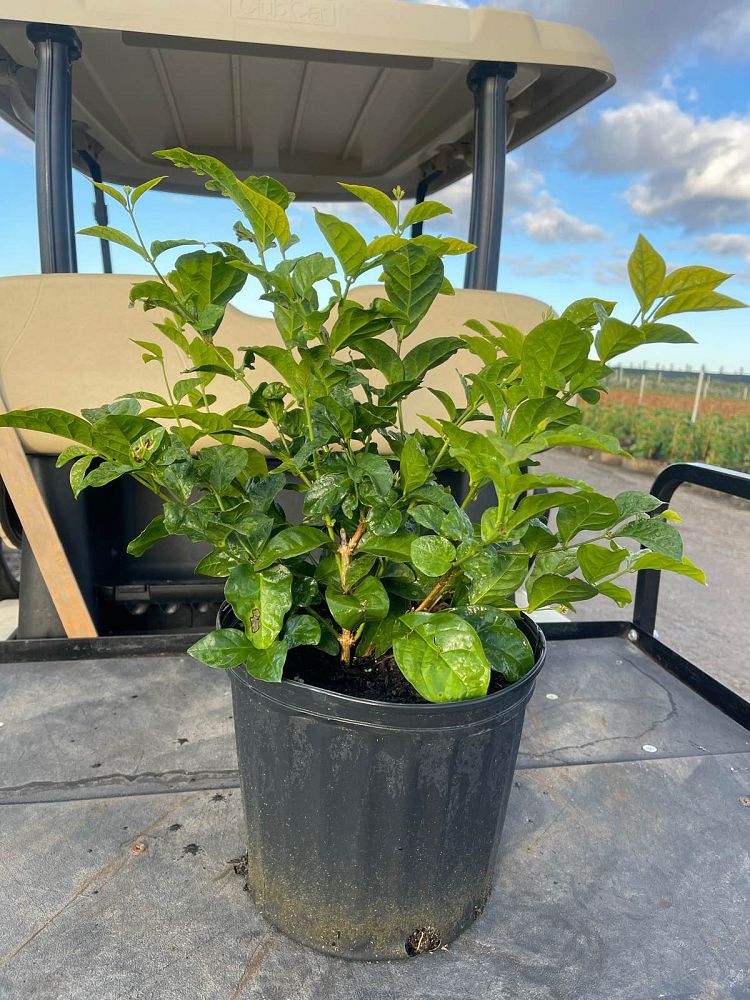 jasminum-sambac-arabian-jasmine-sambac-jasmine