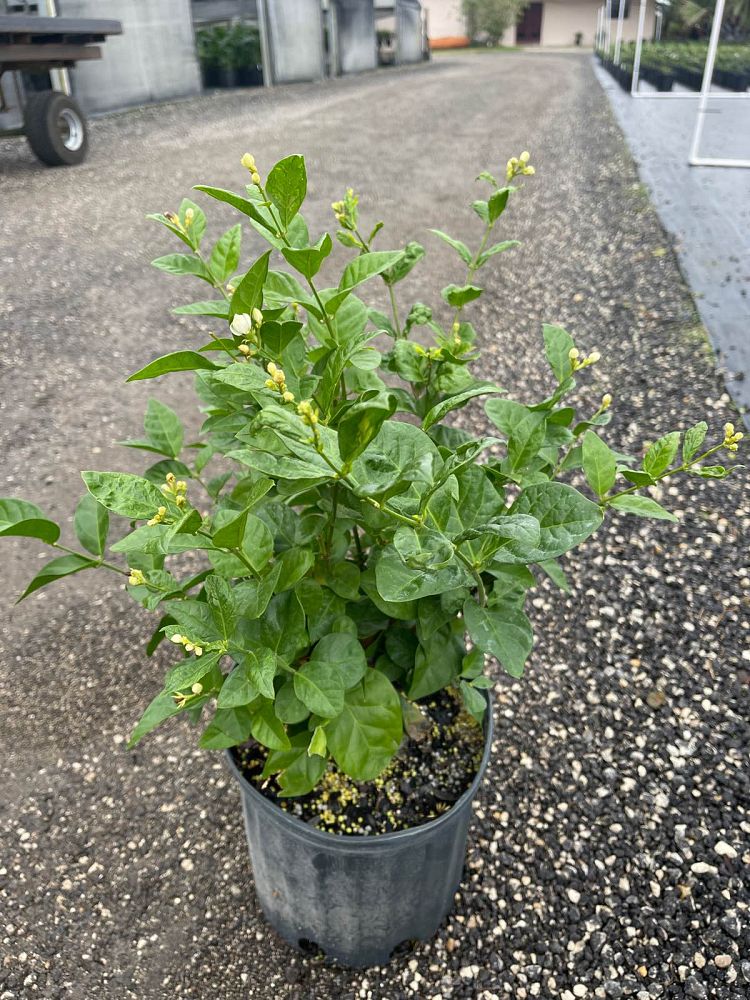 jasminum-sambac-arabian-jasmine-sambac-jasmine