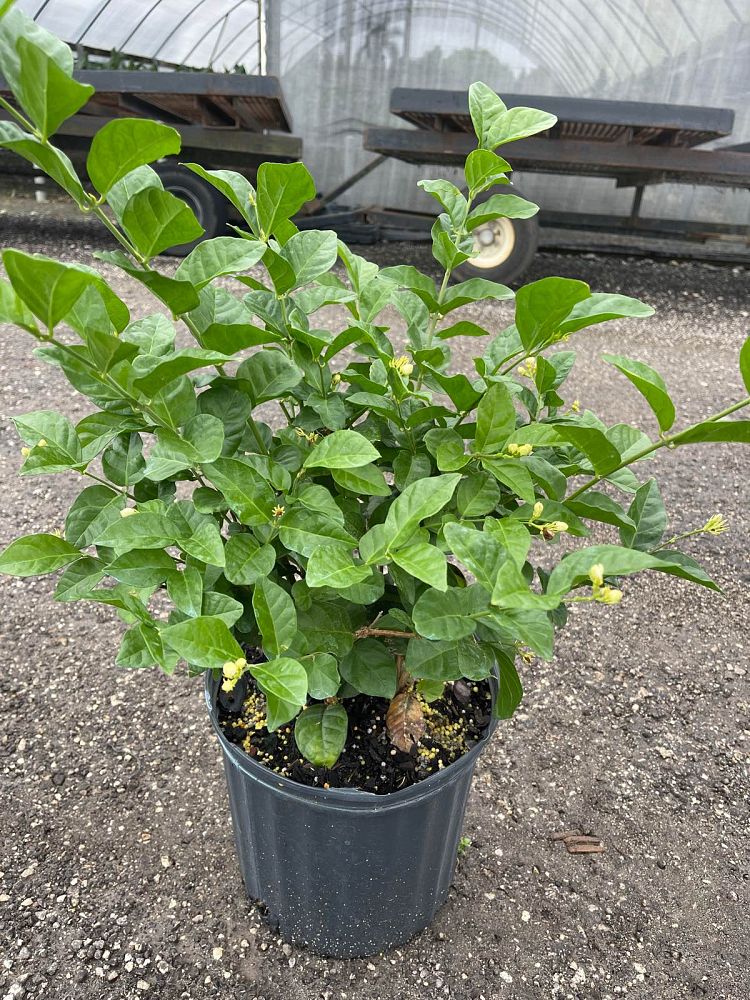 jasminum-sambac-arabian-jasmine-sambac-jasmine