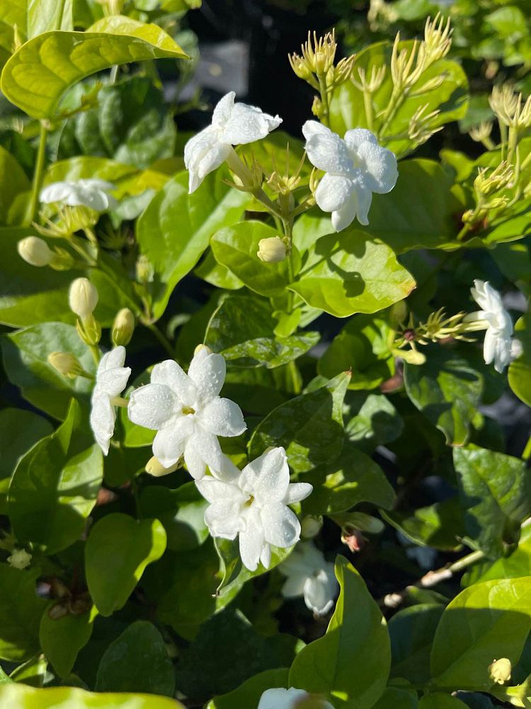 jasminum-sambac-arabian-jasmine-sambac-jasmine