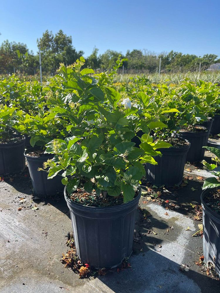 jasminum-sambac-arabian-jasmine-sambac-jasmine