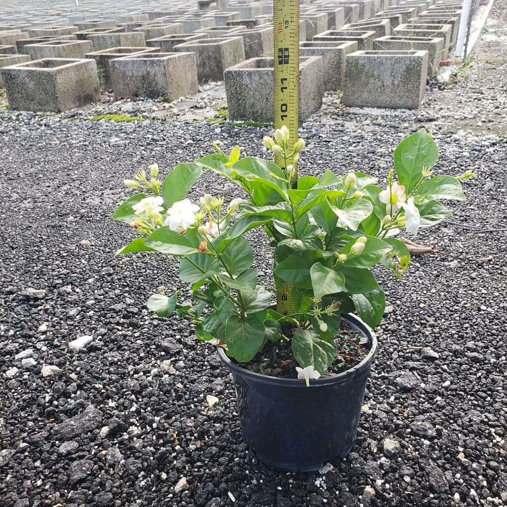 jasminum-sambac-arabian-jasmine-sambac-jasmine