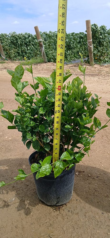 jasminum-sambac-arabian-jasmine-sambac-jasmine
