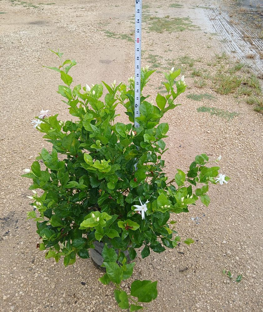 jasminum-sambac-arabian-jasmine-sambac-jasmine
