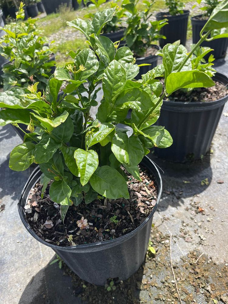 jasminum-sambac-arabian-jasmine-sambac-jasmine