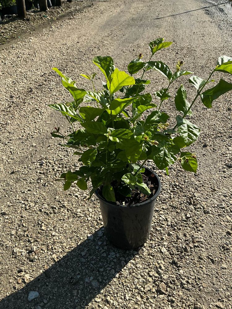 jasminum-sambac-arabian-jasmine-sambac-jasmine