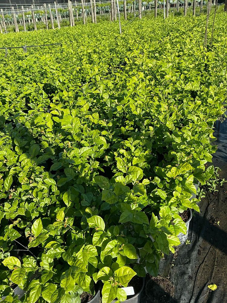 jasminum-sambac-arabian-jasmine-sambac-jasmine