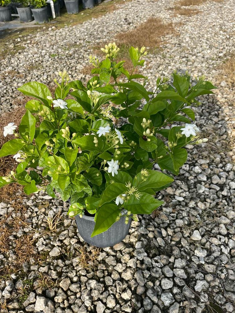 jasminum-sambac-arabian-jasmine-sambac-jasmine