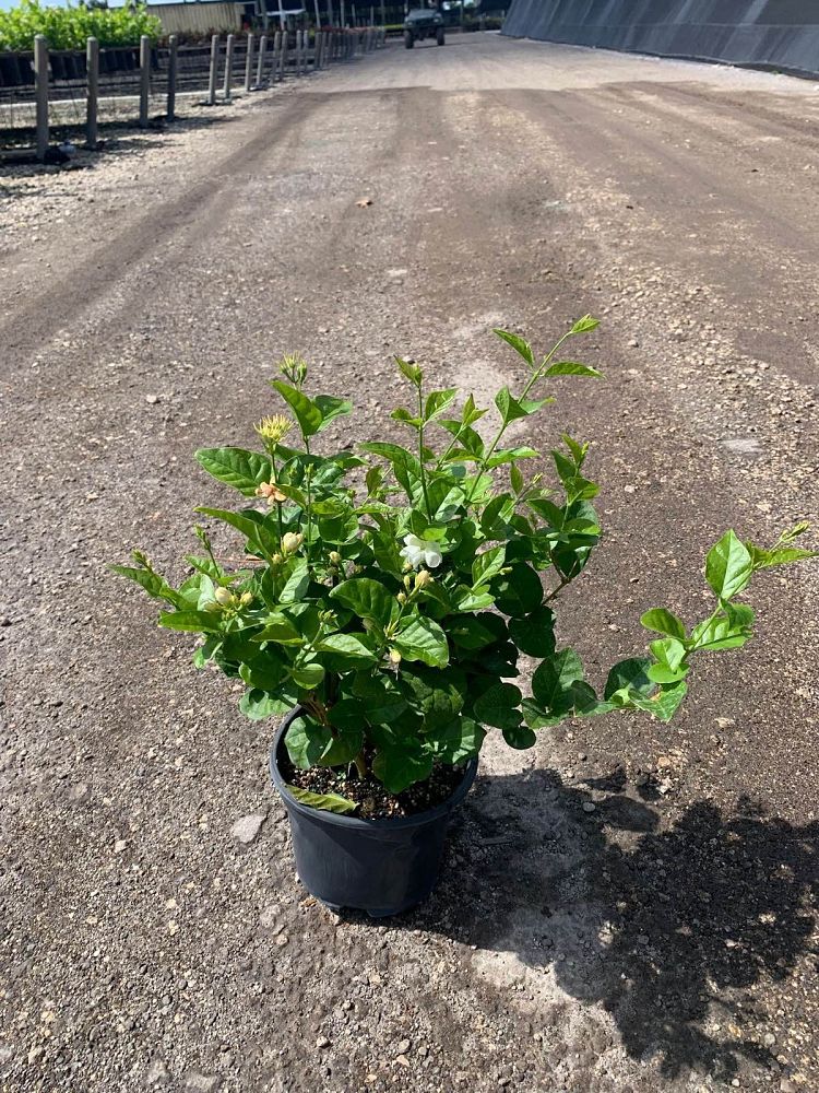 jasminum-sambac-arabian-jasmine-sambac-jasmine