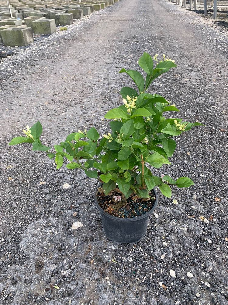 jasminum-sambac-arabian-jasmine-sambac-jasmine