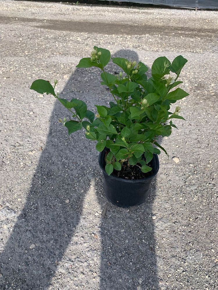 jasminum-sambac-arabian-jasmine-sambac-jasmine