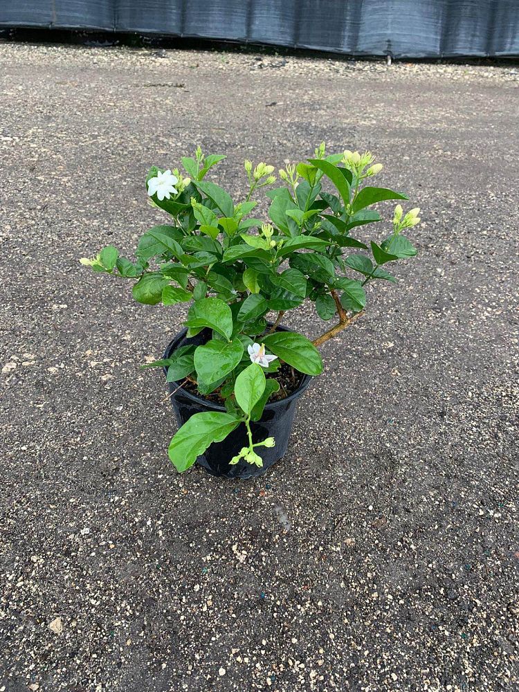 jasminum-sambac-arabian-jasmine-sambac-jasmine