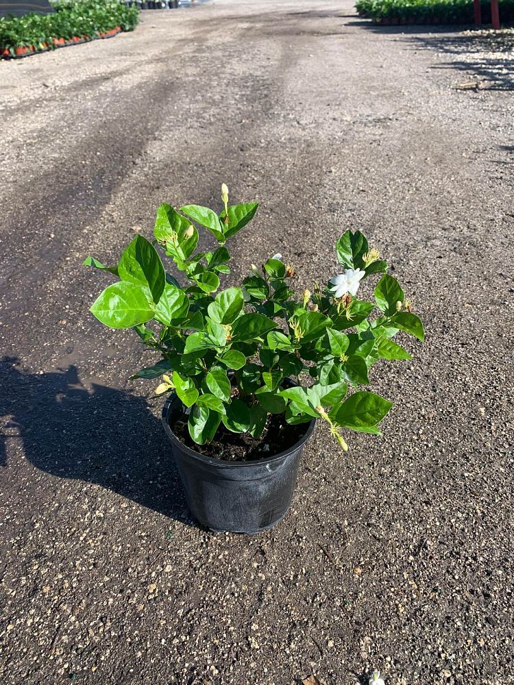 jasminum-sambac-arabian-jasmine-sambac-jasmine