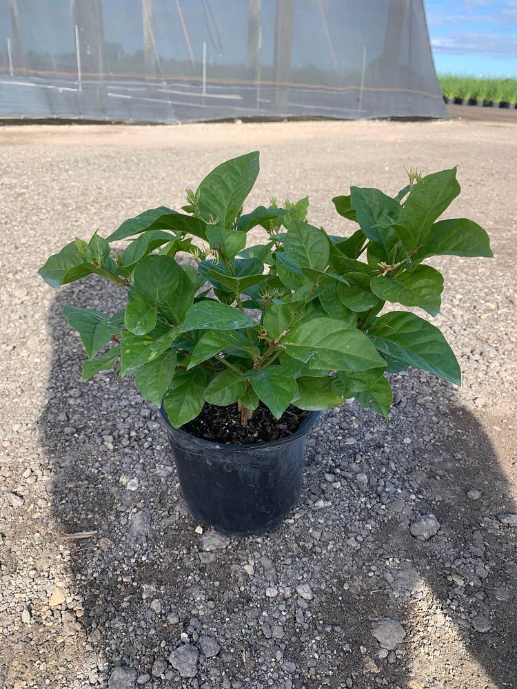 jasminum-sambac-arabian-jasmine-sambac-jasmine