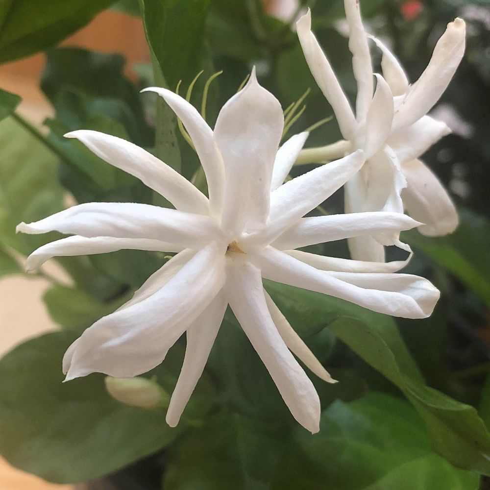 jasminum-sambac-belle-of-india-arabian-jasmine-sambac-jasmine