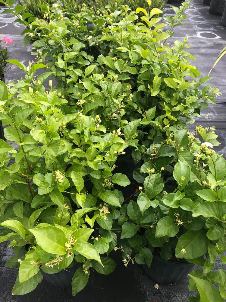 jasminum-sambac-belle-of-india-arabian-jasmine-sambac-jasmine
