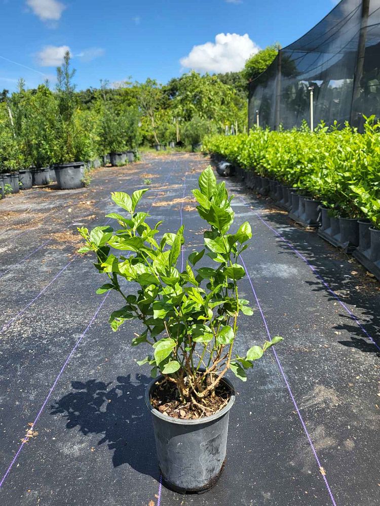 jasminum-sambac-belle-of-india-arabian-jasmine-sambac-jasmine