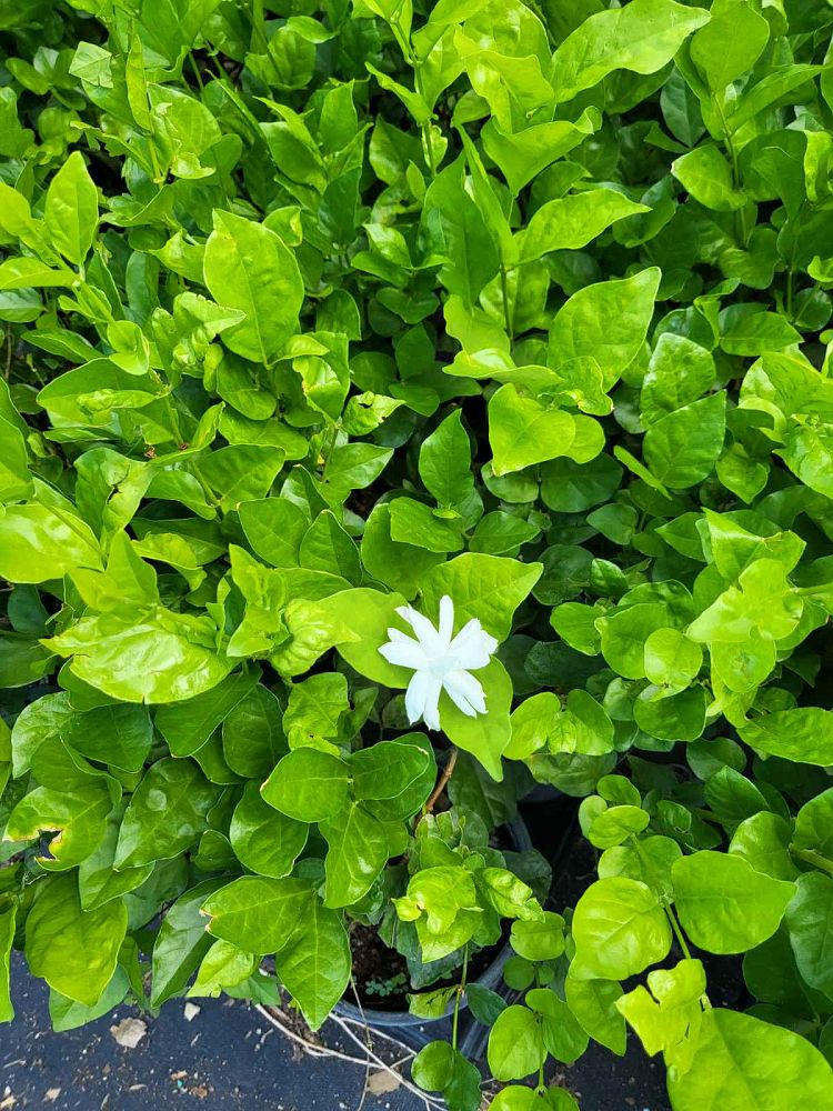 jasminum-sambac-belle-of-india-arabian-jasmine-sambac-jasmine