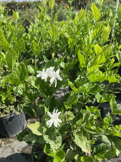 jasminum-sambac-belle-of-india-arabian-jasmine-sambac-jasmine
