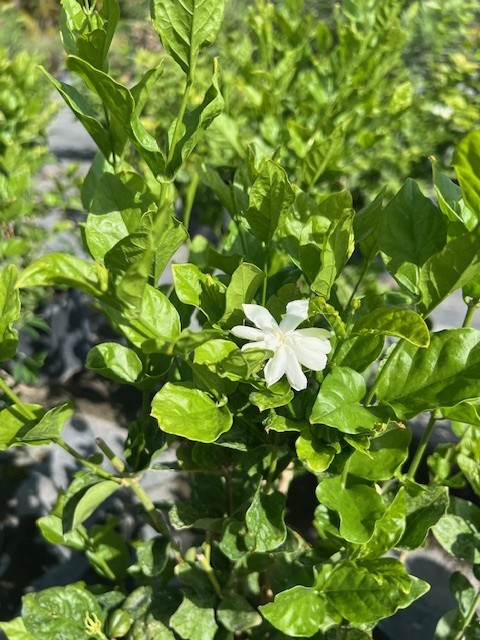 jasminum-sambac-belle-of-india-arabian-jasmine-sambac-jasmine