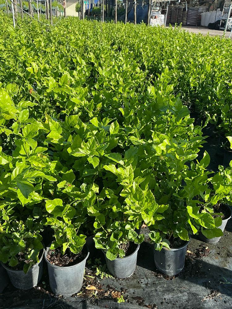 jasminum-sambac-belle-of-india-arabian-jasmine-sambac-jasmine
