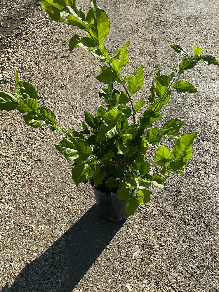 jasminum-sambac-belle-of-india-arabian-jasmine-sambac-jasmine