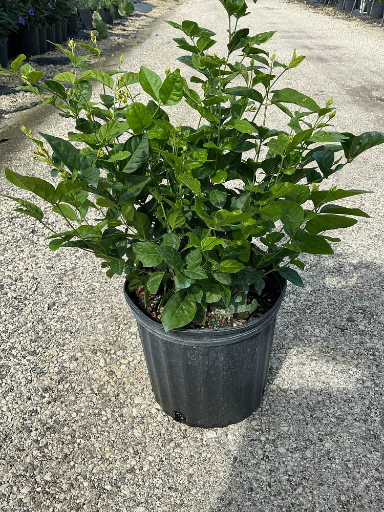 jasminum-sambac-belle-of-india-arabian-jasmine-sambac-jasmine