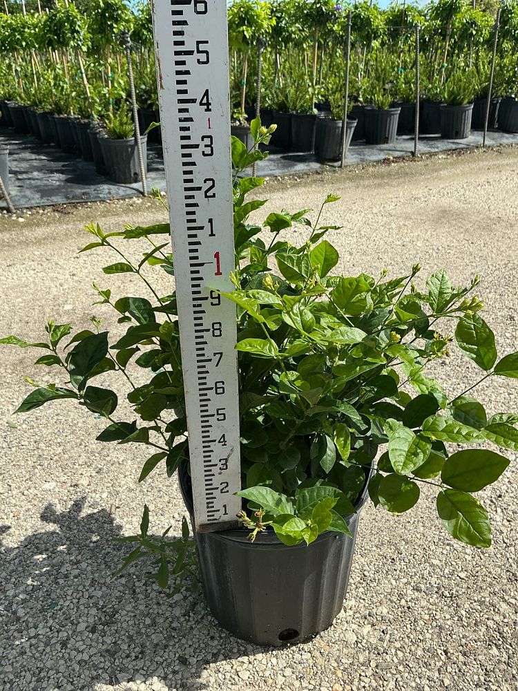 jasminum-sambac-belle-of-india-arabian-jasmine-sambac-jasmine