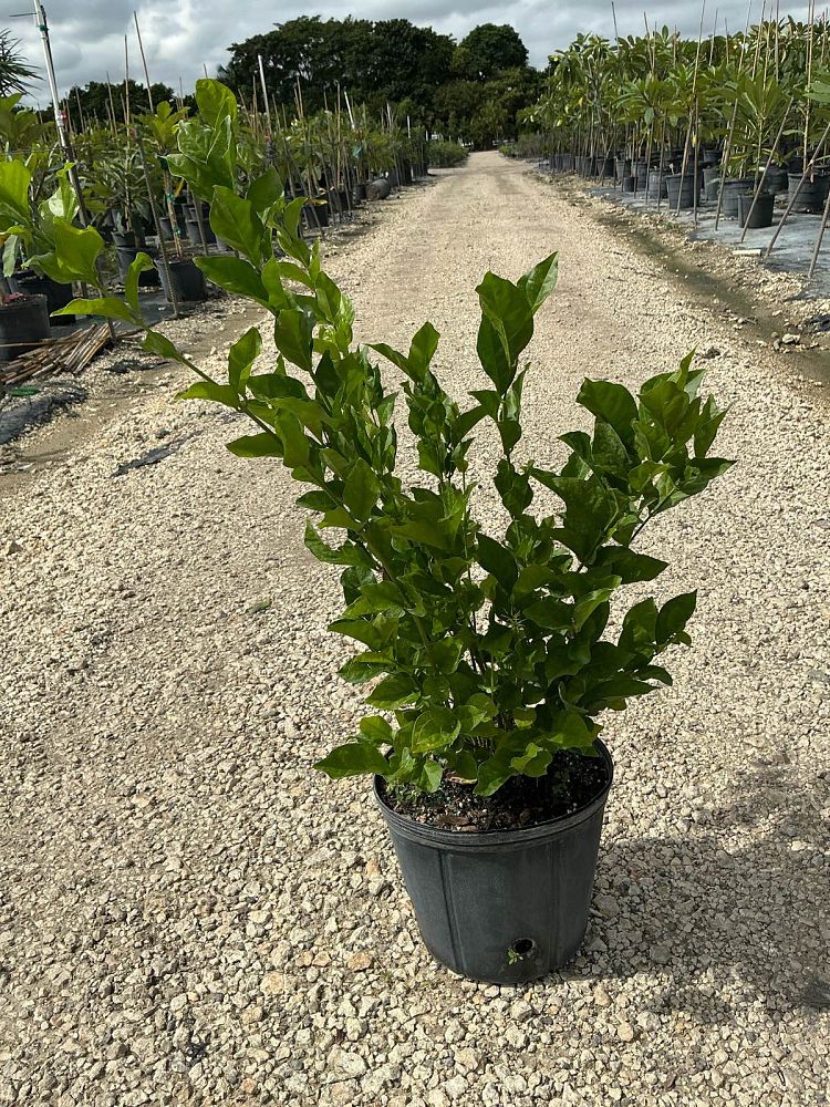 jasminum-sambac-belle-of-india-arabian-jasmine-sambac-jasmine