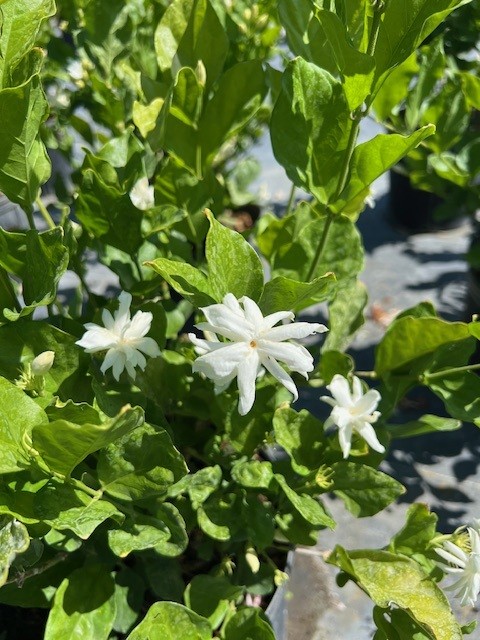 jasminum-sambac-belle-of-india-arabian-jasmine-sambac-jasmine