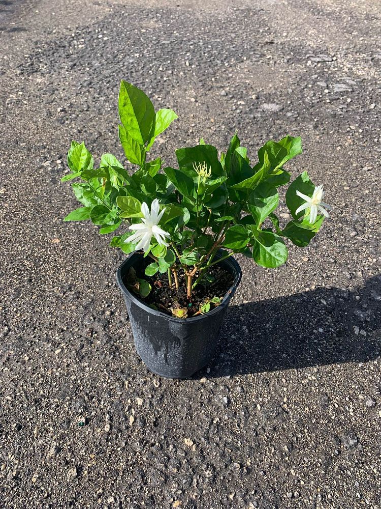 jasminum-sambac-belle-of-india-arabian-jasmine-sambac-jasmine