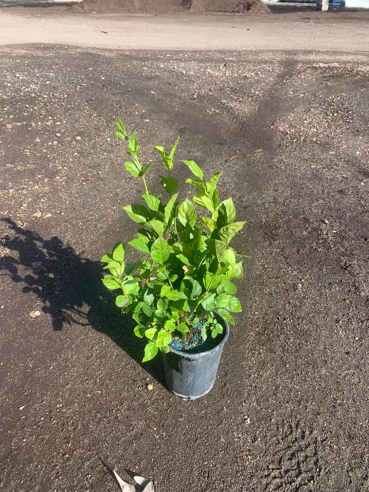 jasminum-sambac-belle-of-india-arabian-jasmine-sambac-jasmine