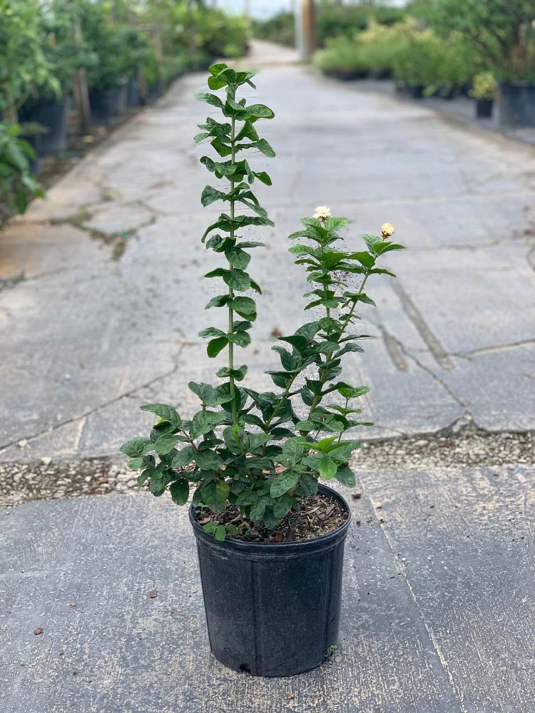 jasminum-sambac-grand-duke-of-tuscany-arabian-jasmine-sambac-jasmine